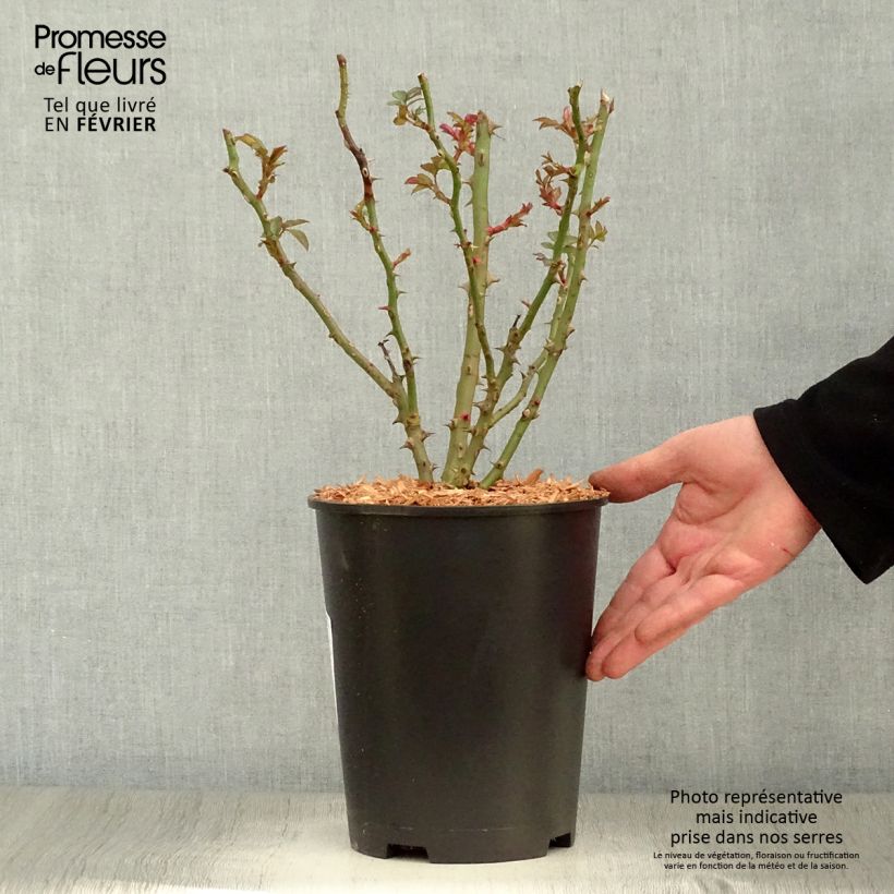 Rosa polyantha Sweet Honey Vaso da 4L/5L esemplare consegnato in inverno