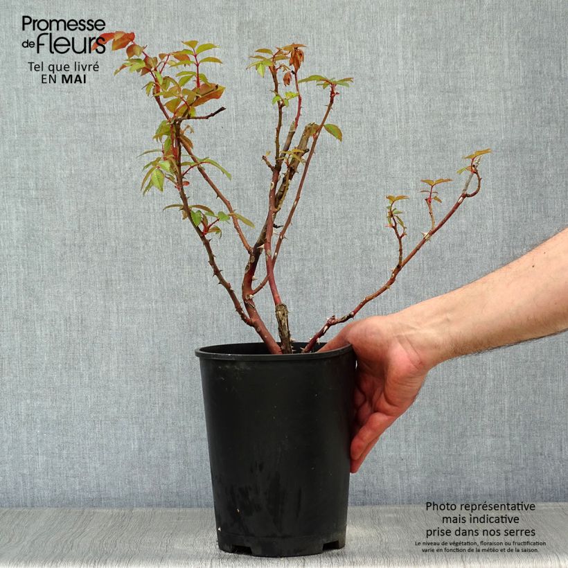 Rosa polyantha Sweet Honey Vaso da 4L/5L esemplare consegnato in primavera
