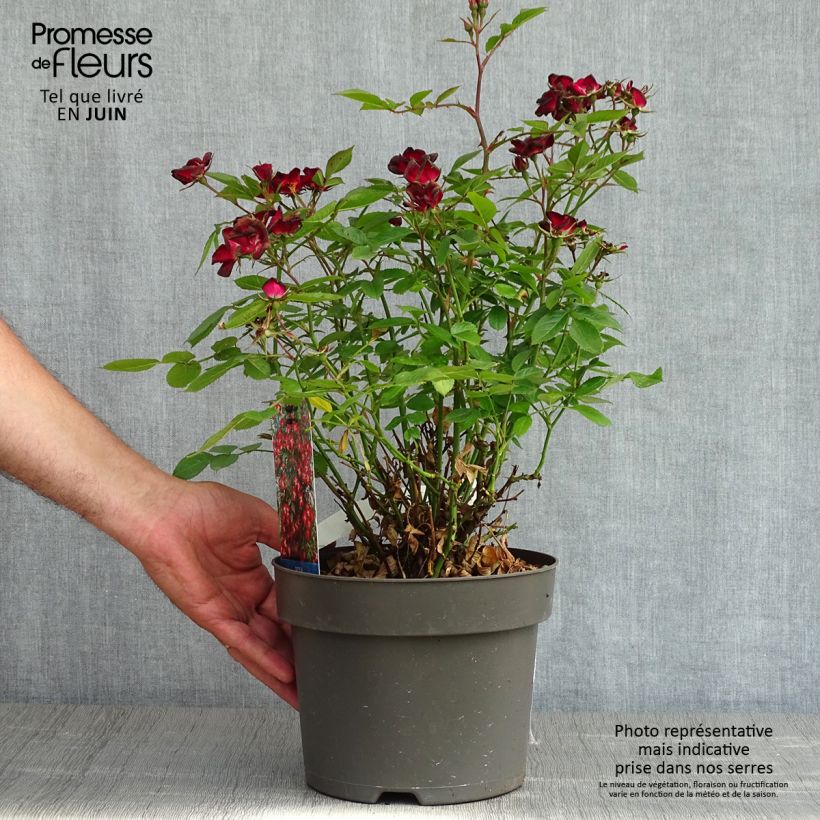 Rosa polyantha Everglow Ruby Vaso da 4L/5L esemplare consegnato in primavera