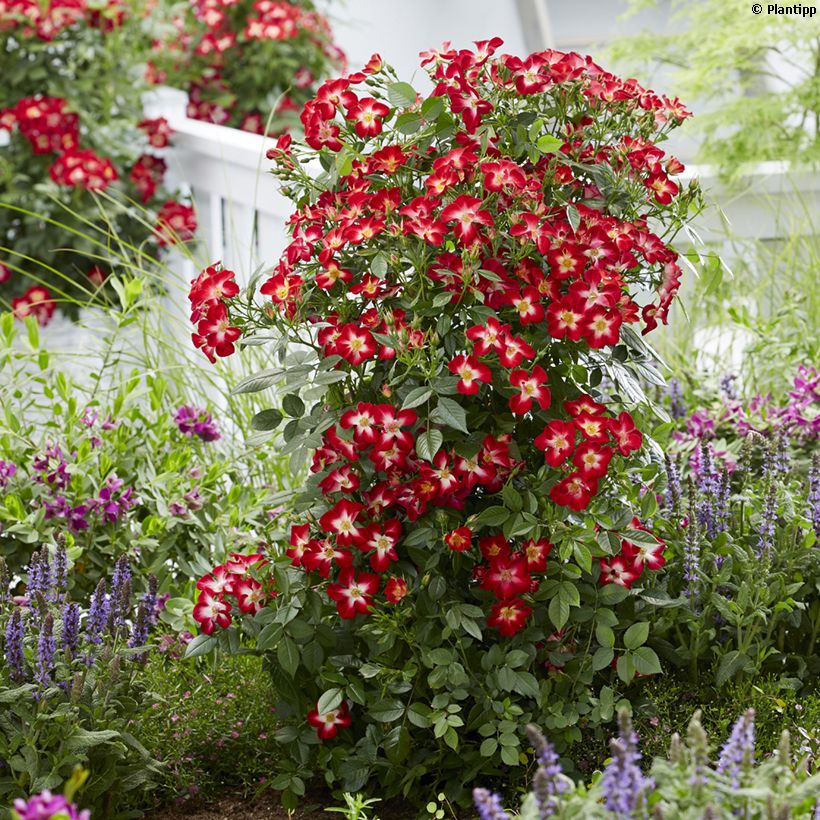 Rosa polyantha Everglow Ruby (Porto)