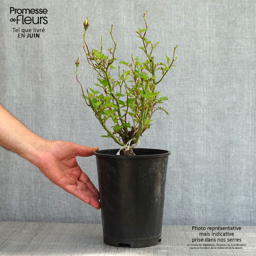 Rosa polyantha Picnic Vaso da 4L/5L esemplare consegnato in primavera