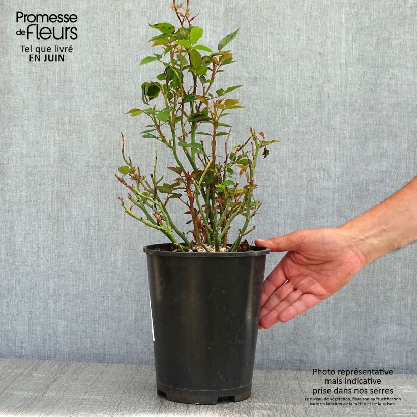 Rosa Floribunda Tiramisu Bio Vaso da 4L/5L esemplare consegnato in primavera