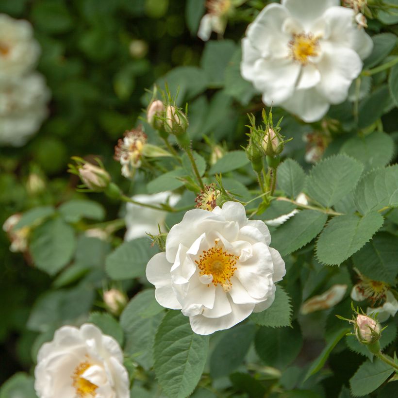 Rosa bianca Suaveolens (Fioritura)