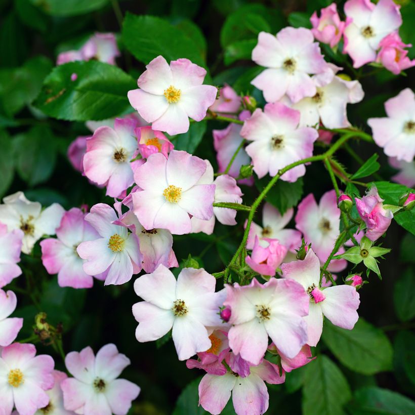 Rosai ad arbusto Ballerina (Fioritura)