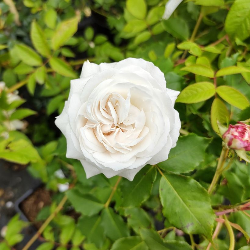 Rosa antica Boule de Neige (Fioritura)