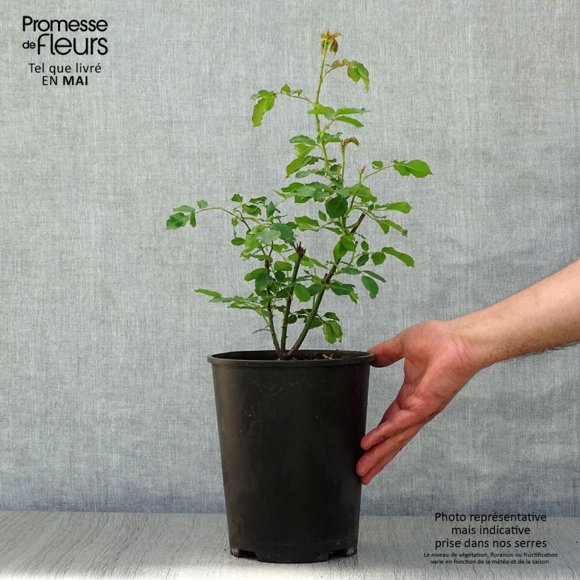 Rosa antica Boule de Neige Vaso da 4L/5L esemplare consegnato in primavera