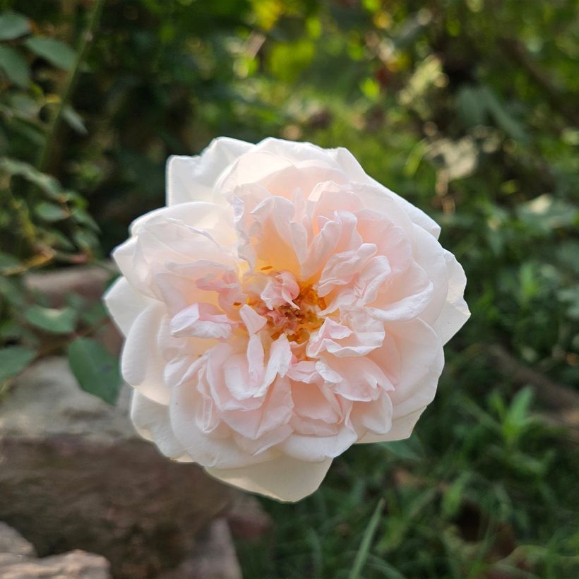 Rosa moscata Buff Beauty (Fioritura)