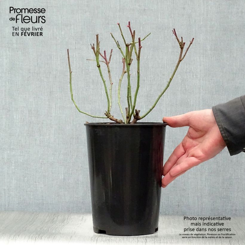 Rosa gallica Cardinal de Richelieu - Rosa serpeggiante Vaso da 4L/5L esemplare consegnato in inverno
