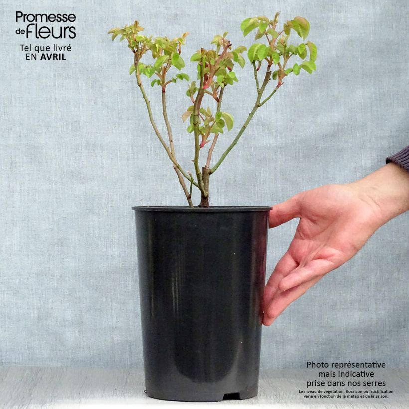 Rosa gallica Cardinal de Richelieu - Rosa serpeggiante Vaso da 4L/5L esemplare consegnato in primavera