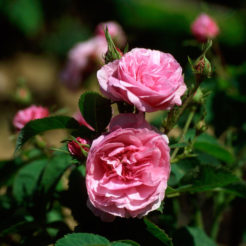 Rosa centifolia Cristata (Fioritura)