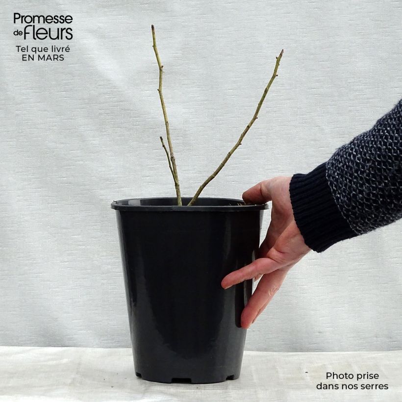 Rosa centifolia Cristata Vaso da 4L/5L esemplare consegnato in primavera