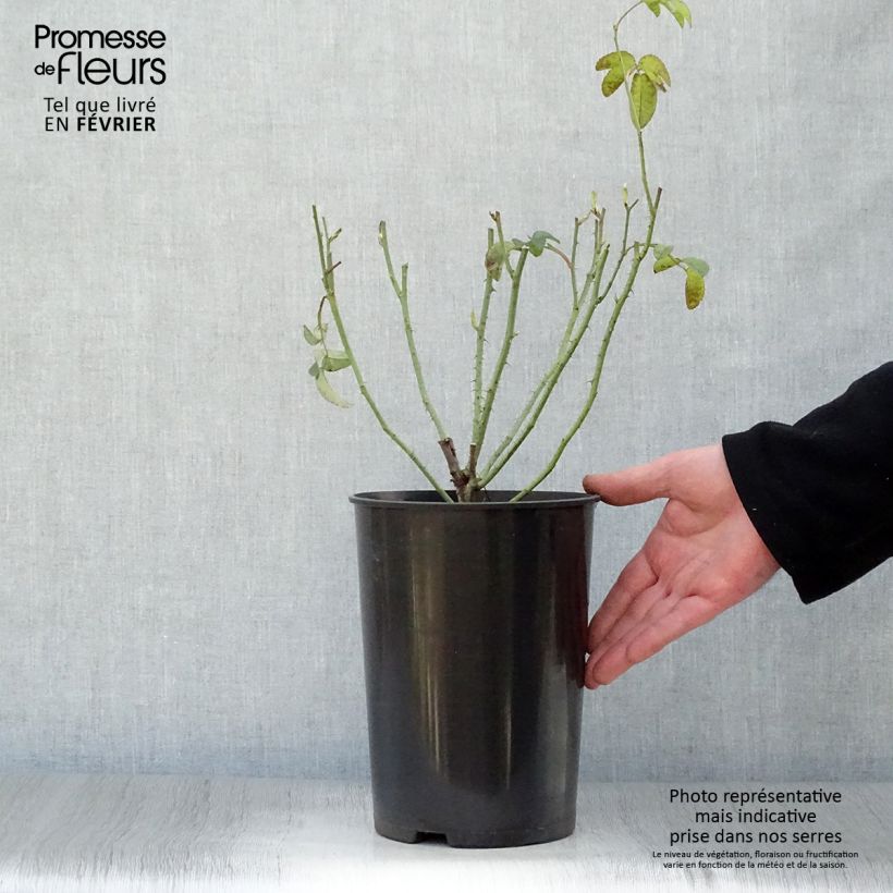 Rosa gallica Charles de Mills - Rosa serpeggiante Vaso da 4L/5L esemplare consegnato in inverno