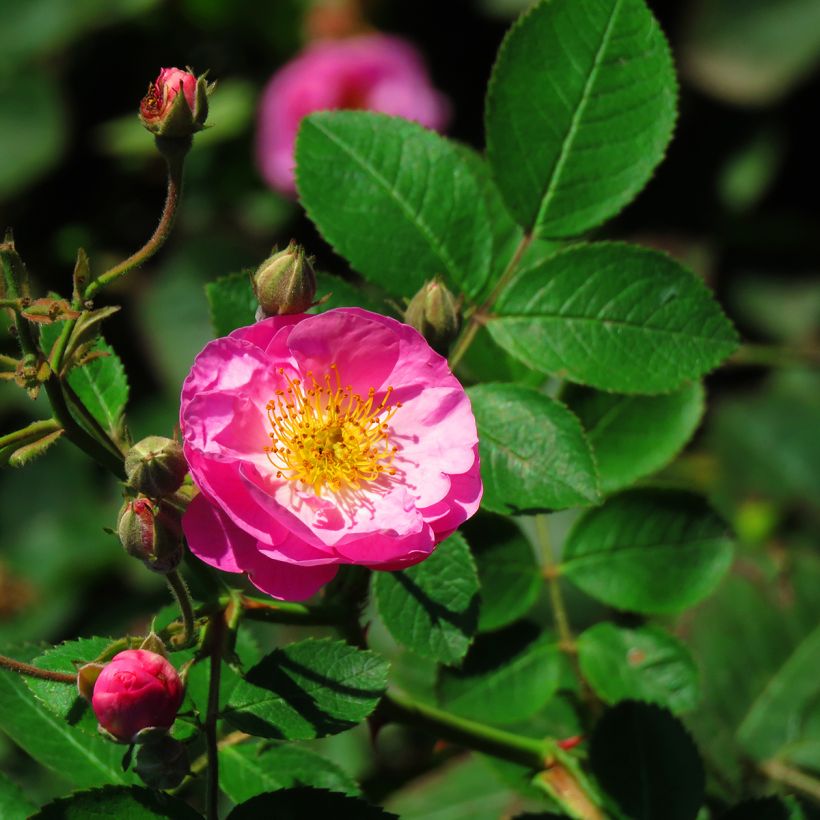 Rosa gallica Complicata - Rosa serpeggiante (Fioritura)