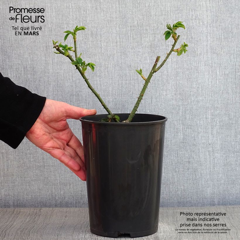 Rosa gallica Complicata - Rosa serpeggiante Vaso da 4L/5L esemplare consegnato in inverno