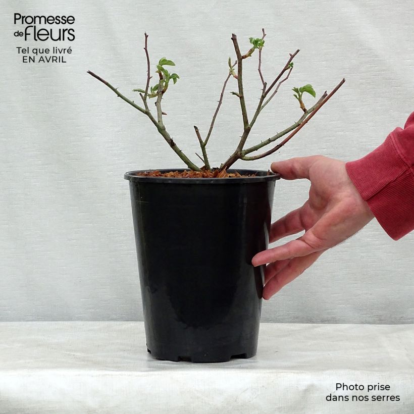 Rosa gallica Complicata - Rosa serpeggiante Vaso da 4L/5L esemplare consegnato in primavera