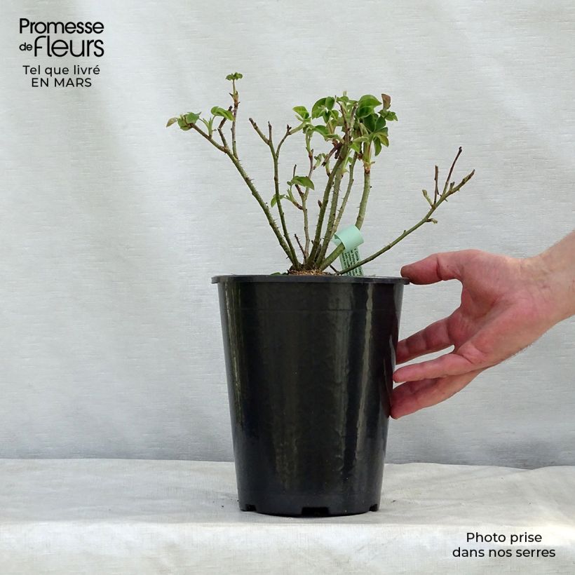 Rosa antica Comte de Chambord Vaso da 4L/5L esemplare consegnato in primavera