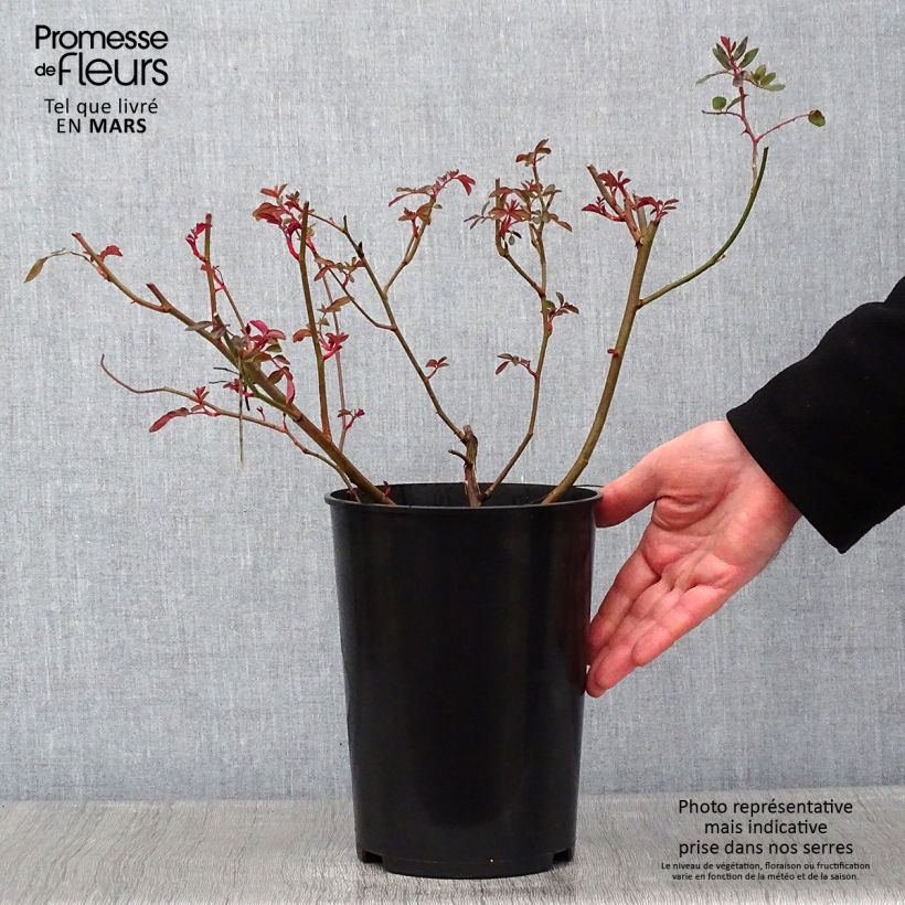 Rosa antica Cornelia Vaso da 4L/5L esemplare consegnato in inverno