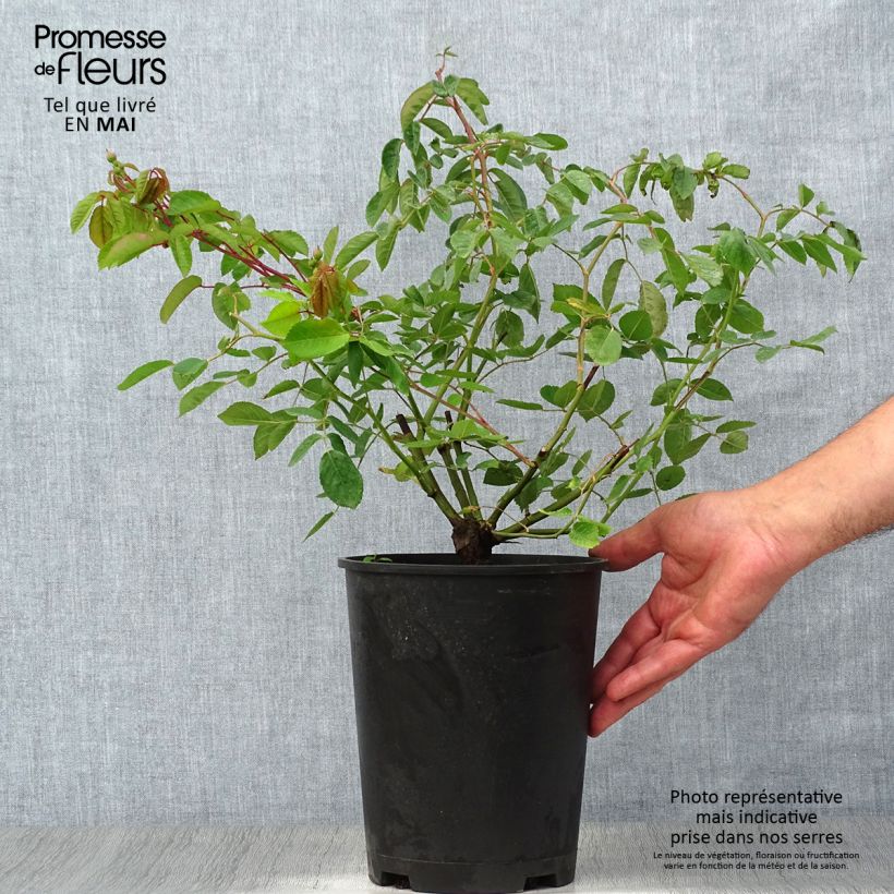 Rosa antica Cornelia Vaso da 4L/5L esemplare consegnato in primavera