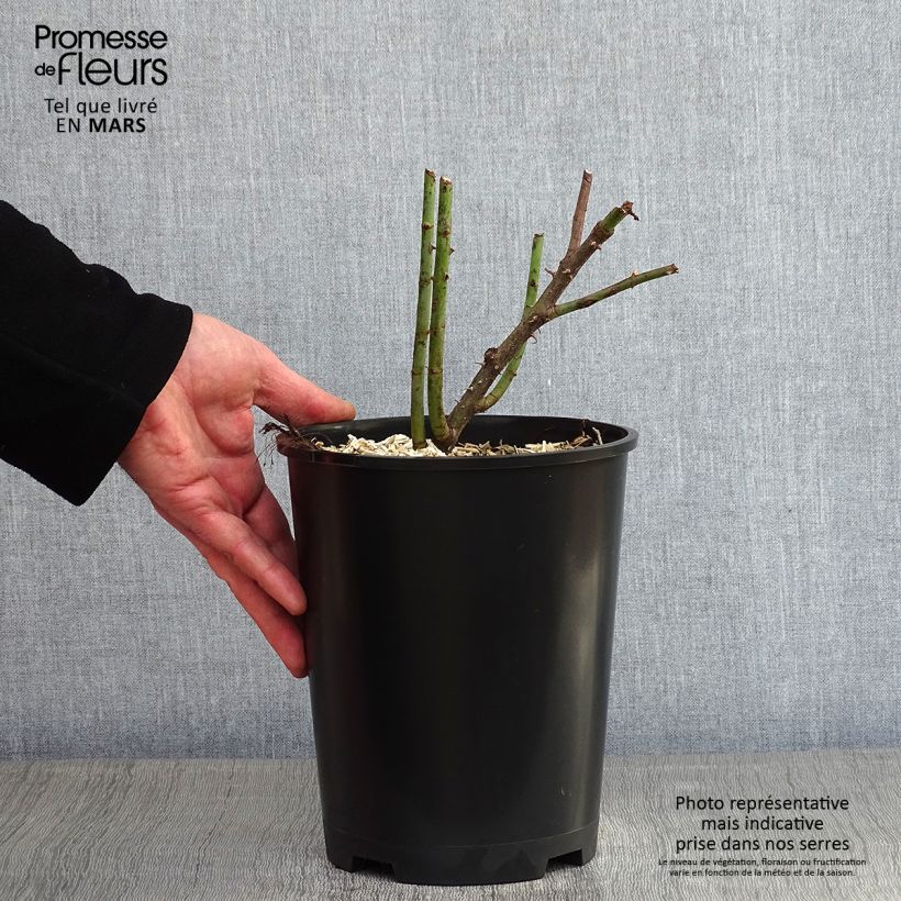 Rosa bianca Cuisse de Nymphe Vaso da 4L/5L esemplare consegnato in inverno