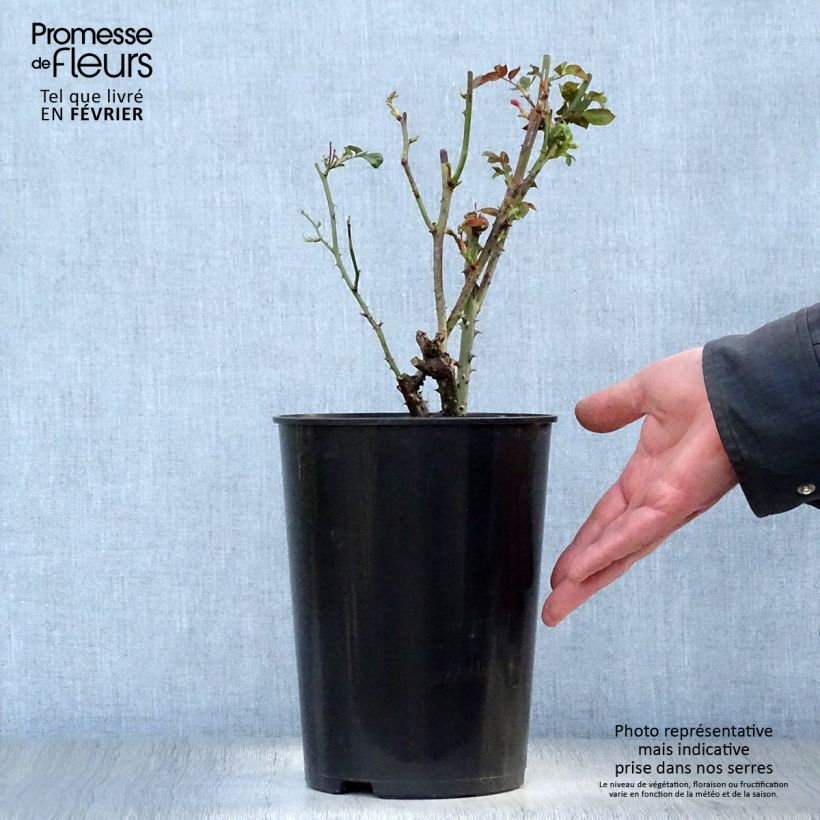 Rosa antica Dainty Bess Vaso da 4L/5L esemplare consegnato in inverno