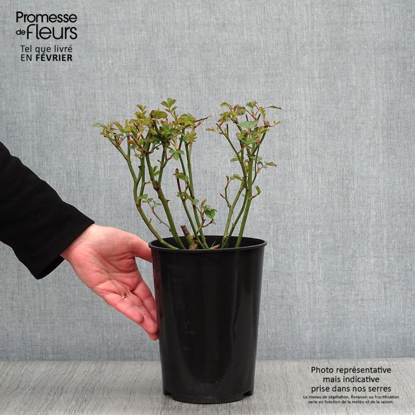 Rosa moscata Felicia Vaso da 4L/5L esemplare consegnato in inverno