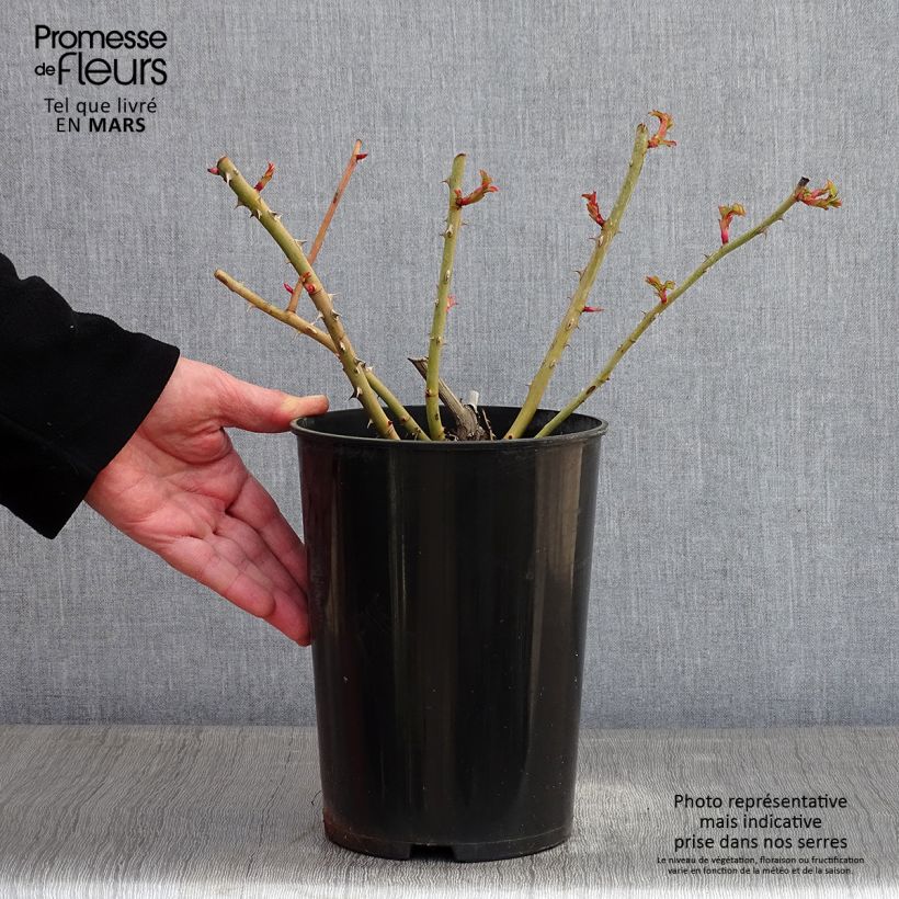 Rosa antica Fragrant Old yellow Vaso da 4L/5L esemplare consegnato in inverno