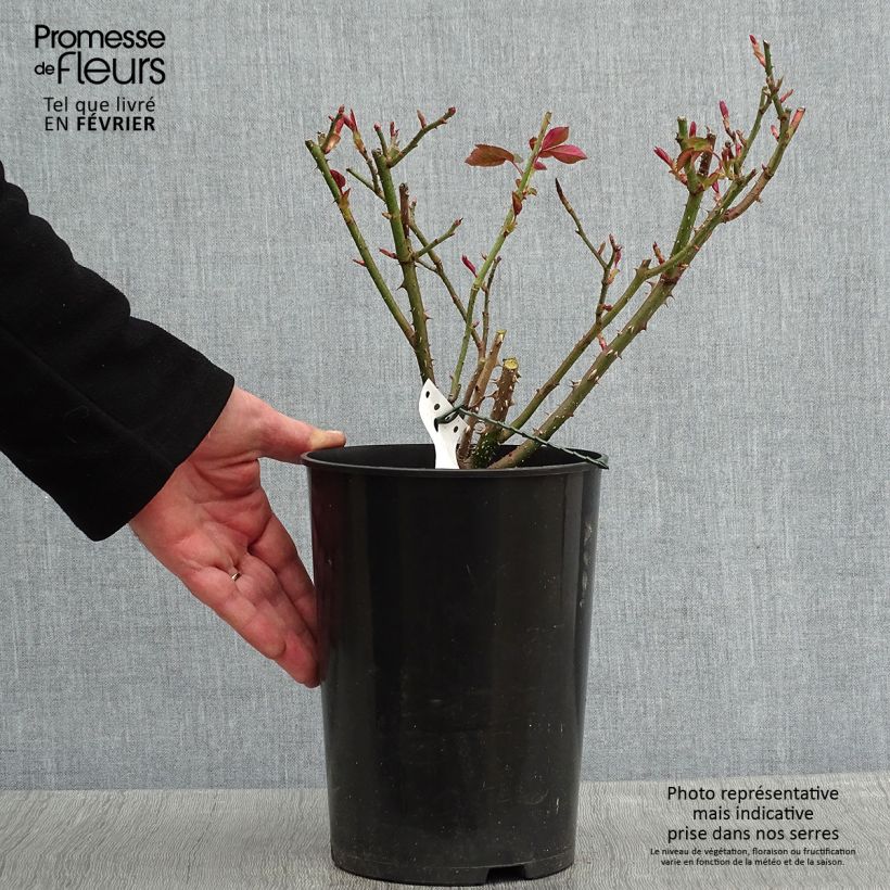 Rosa Fragrant Old purple Vaso da 4L/5L esemplare consegnato in inverno