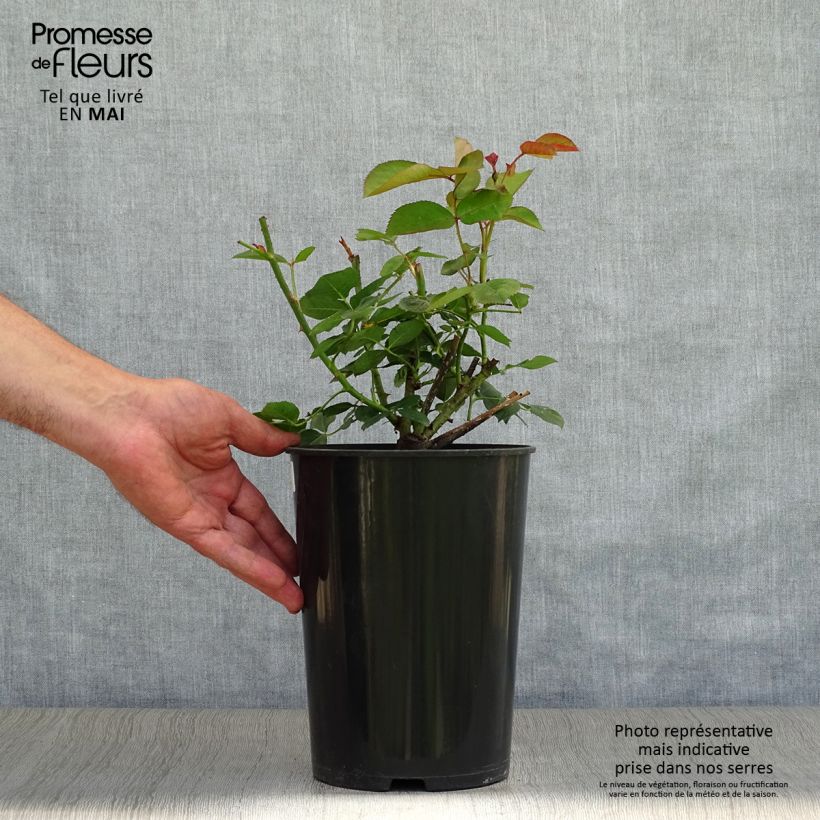 Rosa Fragrant Old purple Vaso da 4L/5L esemplare consegnato in primavera