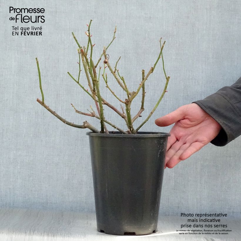Rosa gallica Gros Provins Panaché - Rosa serpeggiante Vaso da 4L/5L esemplare consegnato in inverno