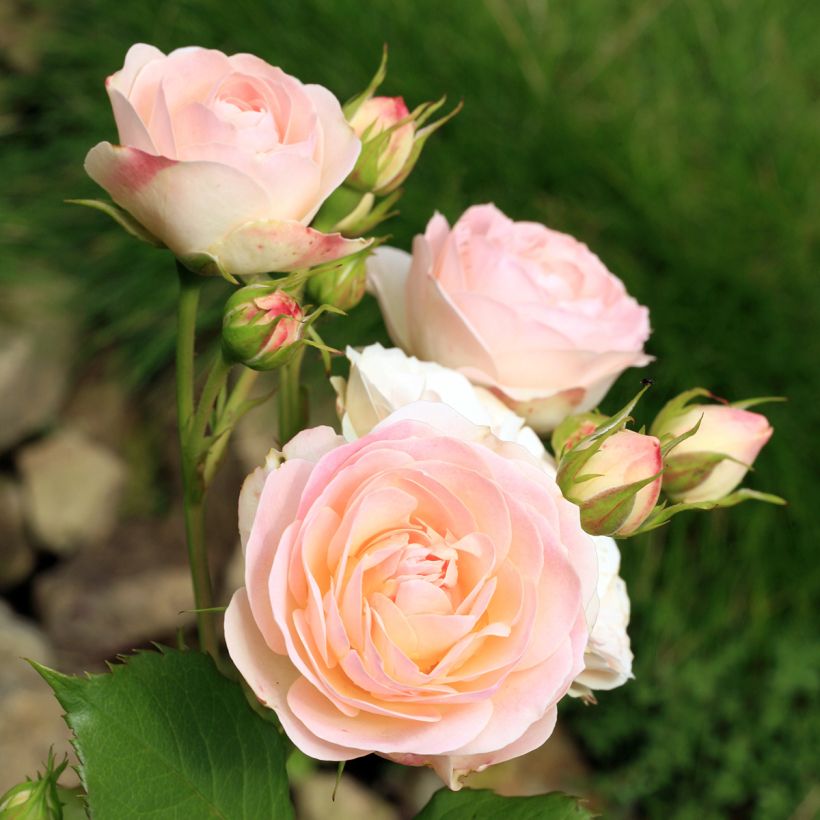 Rosa Gruss An Aachen - Rose ibrida di tea (Fioritura)