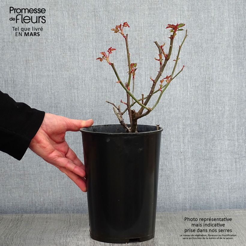 Rosa Gruss An Aachen - Rose ibrida di tea Vaso da 4L/5L esemplare consegnato in inverno