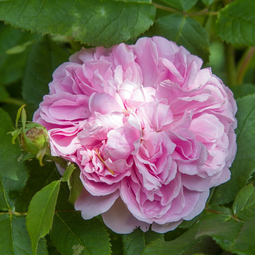 Rosa antica Jacques Cartier (Fioritura)