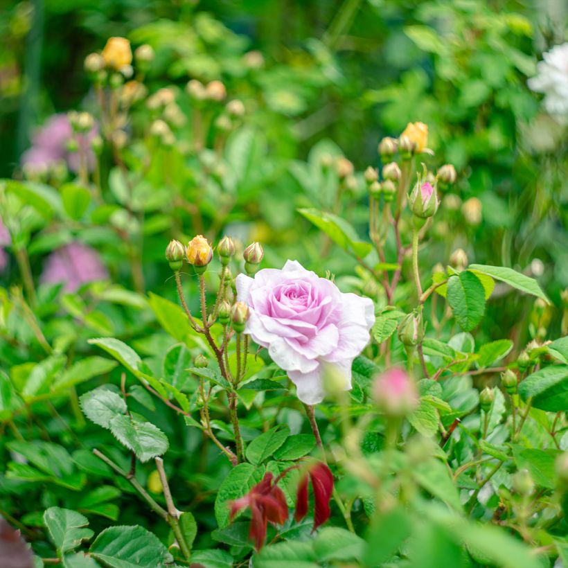 Rosa gallica Jenny Duval - Rosa serpeggiante (Porto)