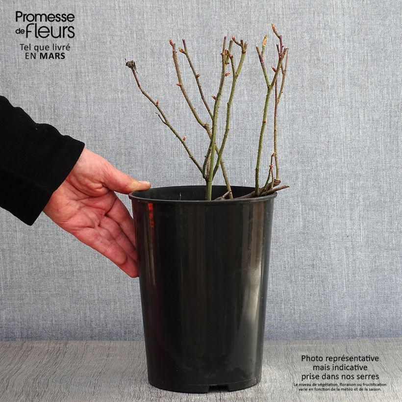Rosa gallica Jenny Duval - Rosa serpeggiante Vaso da 4L/5L esemplare consegnato in inverno