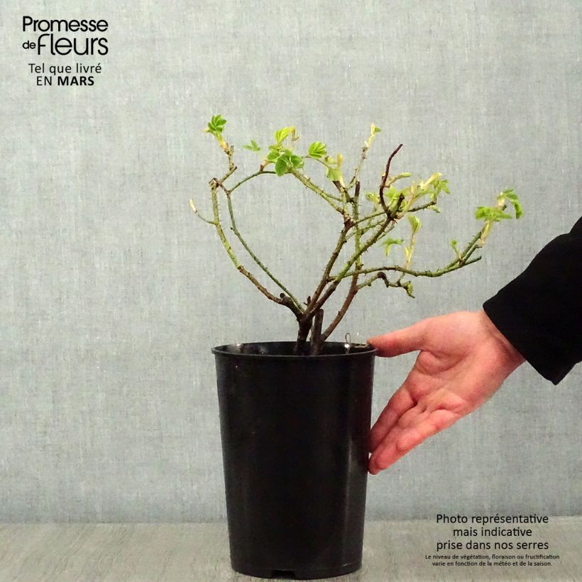 Rosa antica Trigintipetala Vaso da 4L/5L esemplare consegnato in inverno