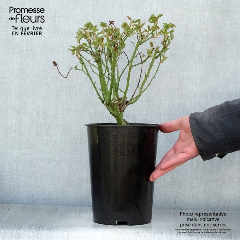 Rosa antica La Reine Victoria Vaso da 4L/5L esemplare consegnato in inverno