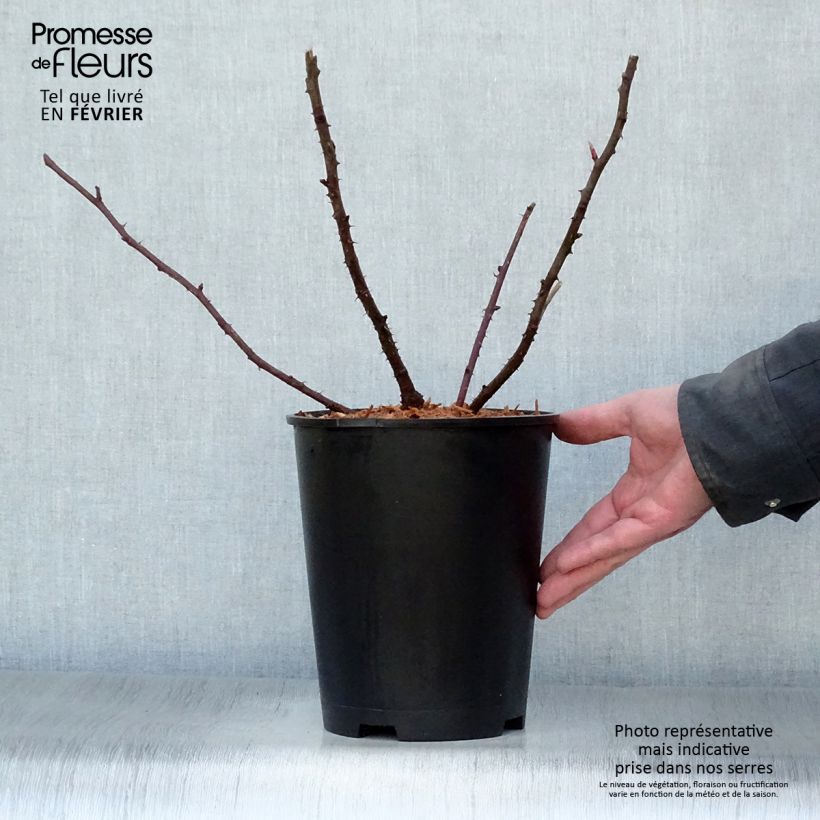 Rose antiche Marguerite Hilling Vaso da 4L/5L esemplare consegnato in inverno