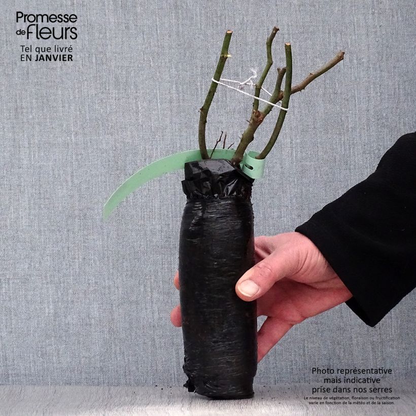 Rosa antica Mme Boll Zolla a radice nuda esemplare consegnato in inverno