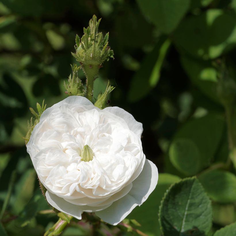 Rosa antica Mme Hardy (Fioritura)
