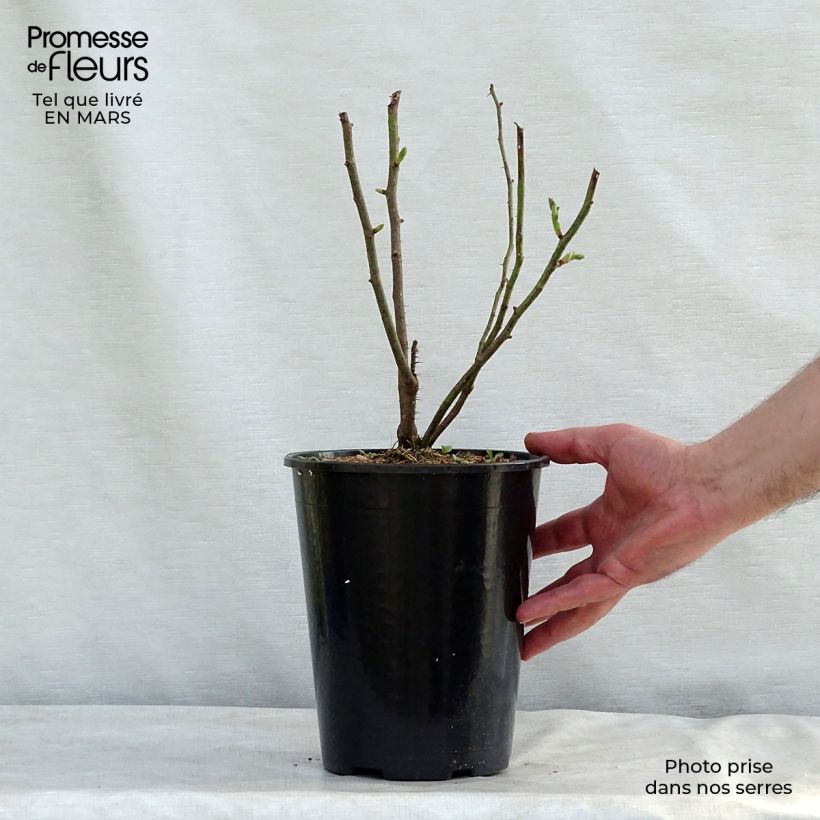 Rosa antica Mme Hardy Vaso da 4L/5L esemplare consegnato in inverno