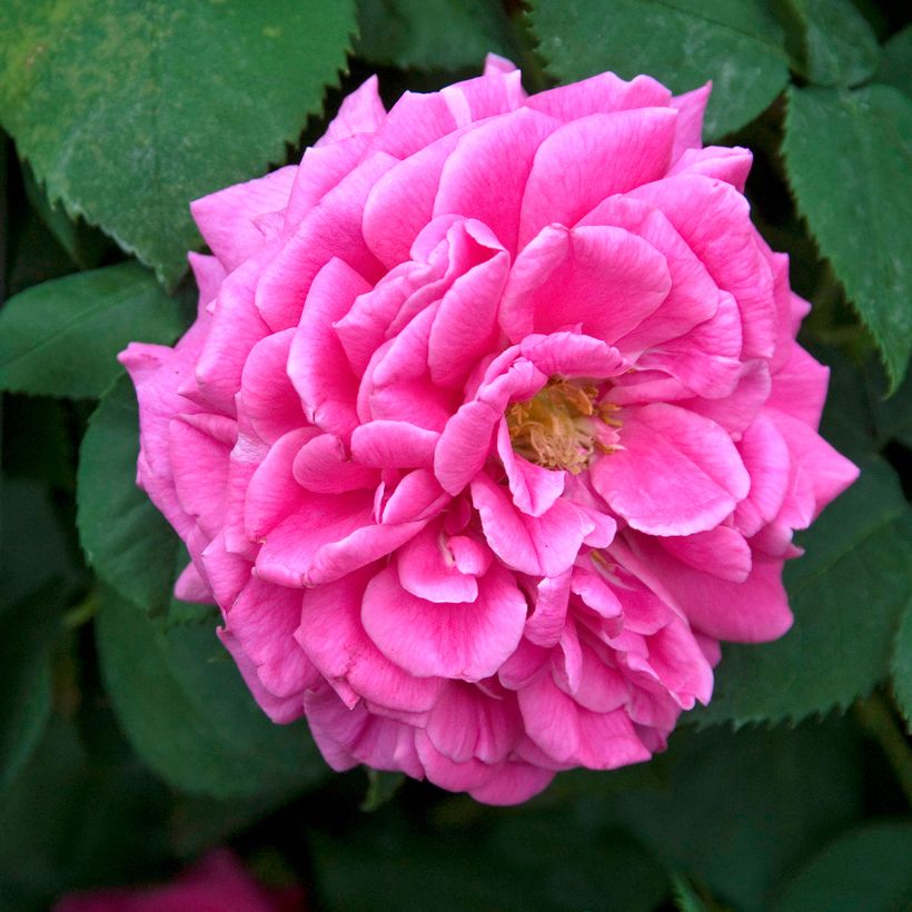 Rosa antica Mme Issac Pereire (Fioritura)