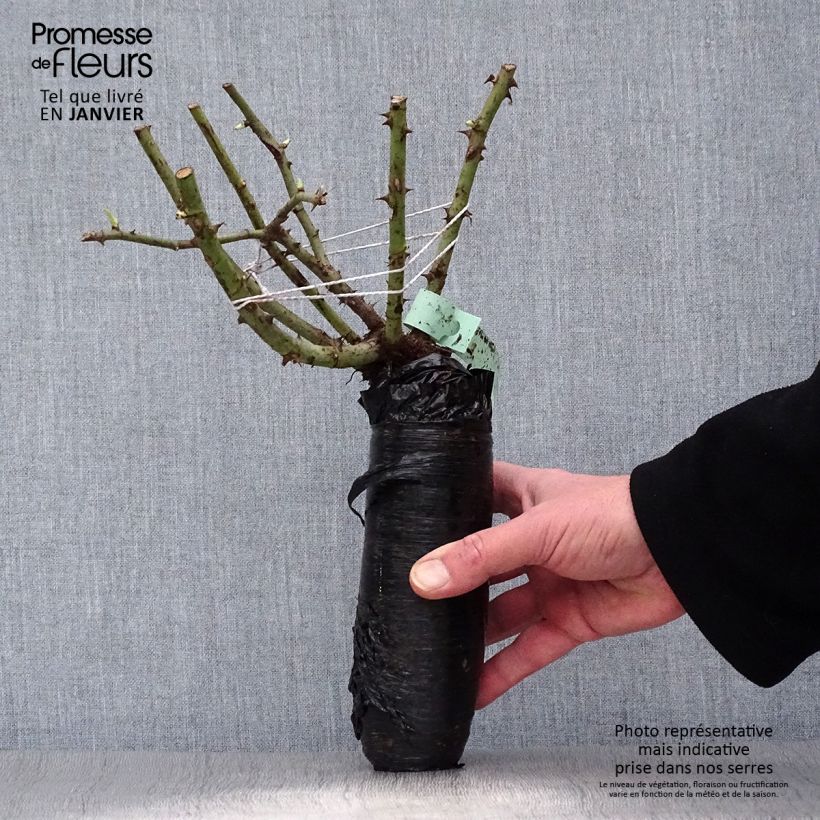 Rosa antica Mme Issac Pereire Zolla a radice nuda esemplare consegnato in inverno