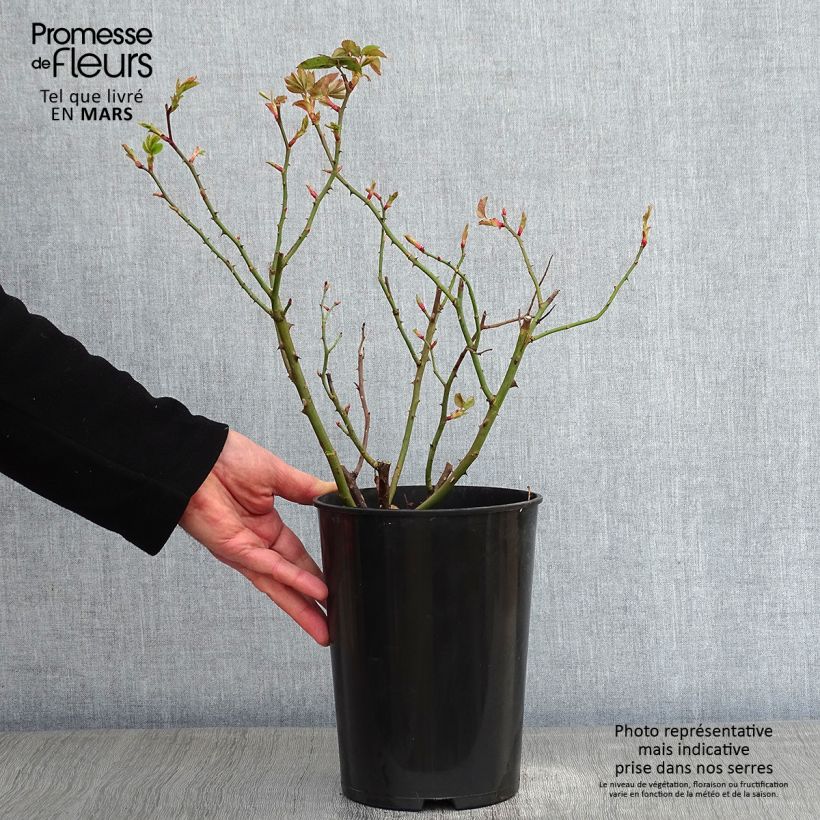 Rosa antica Mme Issac Pereire Vaso da 4L/5L esemplare consegnato in inverno