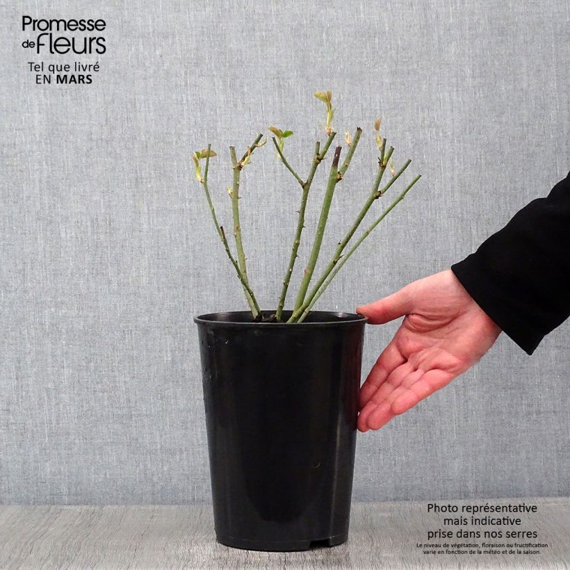 Rosa antica Mrs John Laing Vaso da 4L/5L esemplare consegnato in inverno