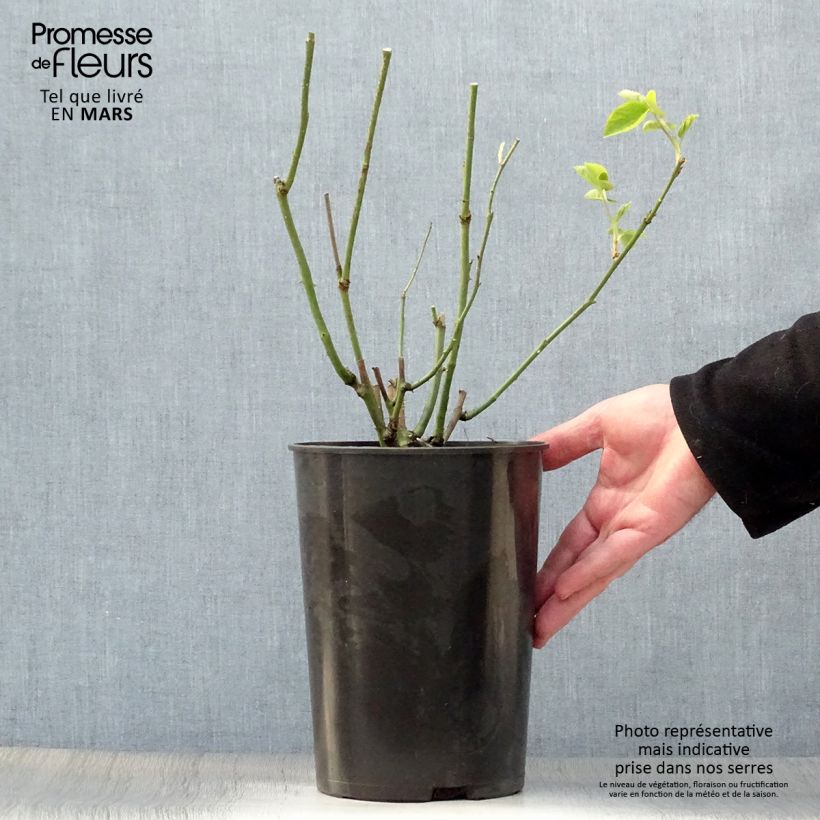 Rosa antica Mrs John Laing Vaso da 4L/5L esemplare consegnato in primavera