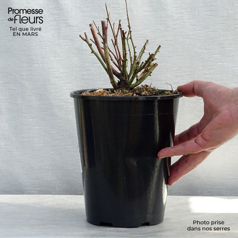 Rosa chinensis Old Blush - Rosa cinese Vaso da 4L/5L esemplare consegnato in inverno