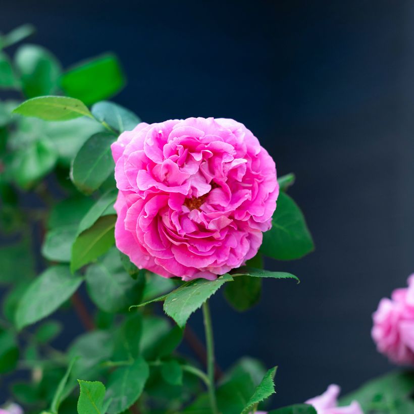 Rosa antica Paul Neyron (Fioritura)