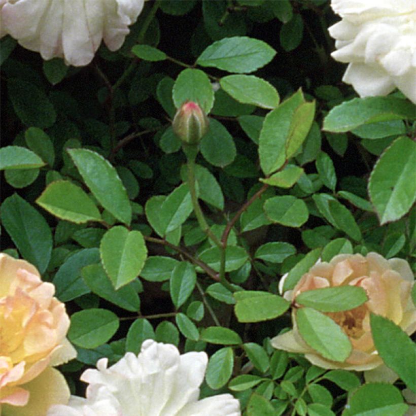 Rosa multiflora Phyllis Bide (Fogliame)