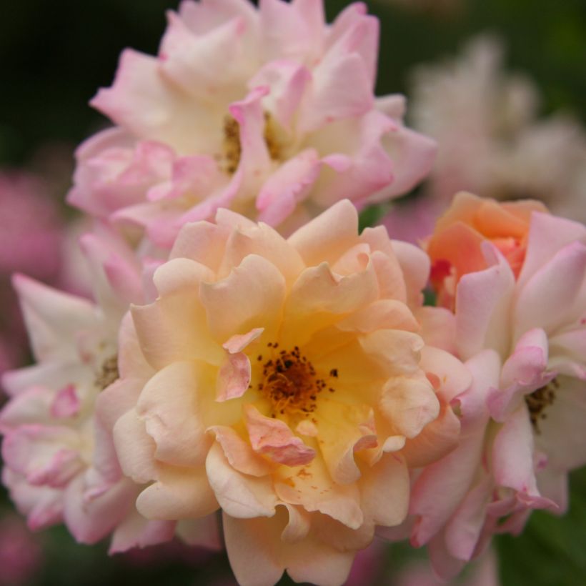 Rosa multiflora Phyllis Bide (Fioritura)