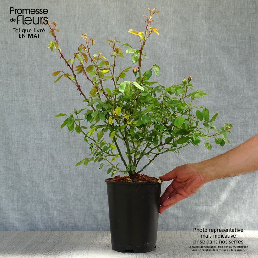 Rosa multiflora Phyllis Bide Vaso da 4L/5L esemplare consegnato in primavera